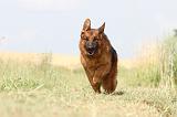 BERGER ALLEMAND 776